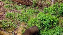 The Sumatran Rhino | Wild Animals - Planet Doc Full Documentaries