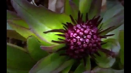 Wild Russia: The Arctic (Die Arktis) - National Geograpic Documentary HD