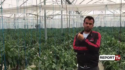 Report TV - Investimi në sera, fermerët lushnjarë në pritje të subvencioneve