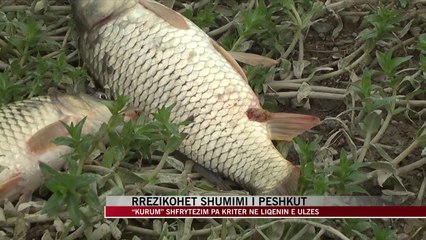 “Kurum” shfrytëzim pa kriter në liqenin e Ulzës - News, Lajme - Vizion Plus