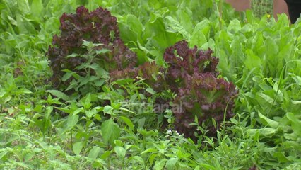 6 mije fermere aplikojne per masa mbeshtetese