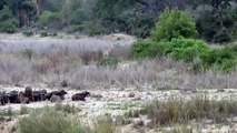 Lions Hunt and Kill Buffalo at Kruger National Park - Wild Animal Attacks