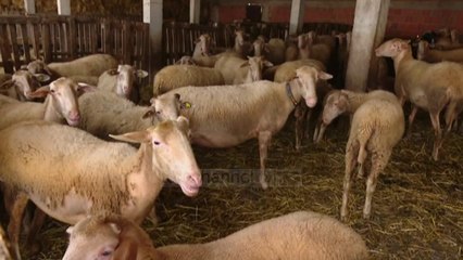 Rishfaqet antraksi; Zbulohen dhe groposën 20 lopë të infektuara - Top Channel Albania - News - Lajme