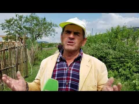 Breshëri shkatërron të mbjellat, fermerët kërkojnë ndihmë - Top Channel Albania - News - Lajme