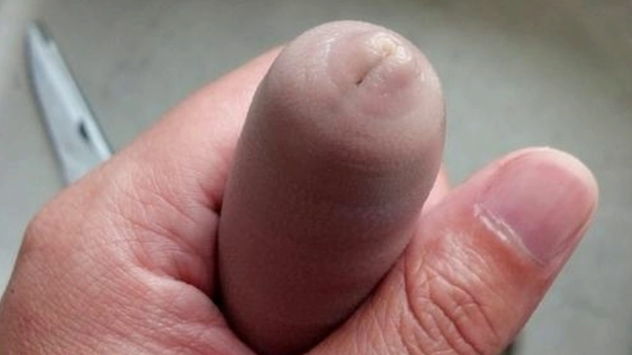 penis fish
