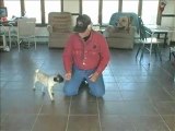Puppy training Maryland dog trainer