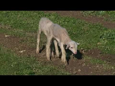 Antraksi, vaksinimi nuk ka nisur - Top Channel Albania - News - Lajme