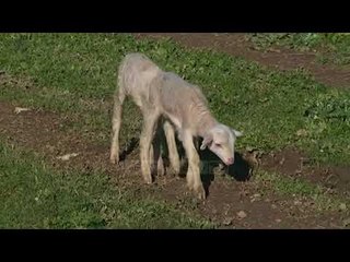 Antraksi, vaksinimi nuk ka nisur - Top Channel Albania - News - Lajme