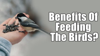 What Are The Benefits Of Feeding The Birds? | Boldsky