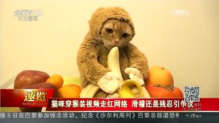 [中国新闻]猫咪穿猴装视频走红网络 滑稽还是残忍引争议