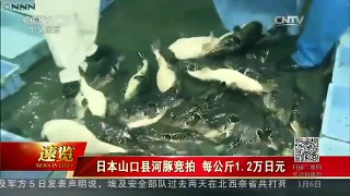 [中国新闻]日本山口县河豚竞拍 每公斤1.2万日元