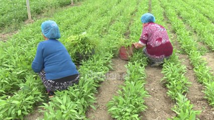 Peleshi: Financojme 100 mln Euro ne bujqesi