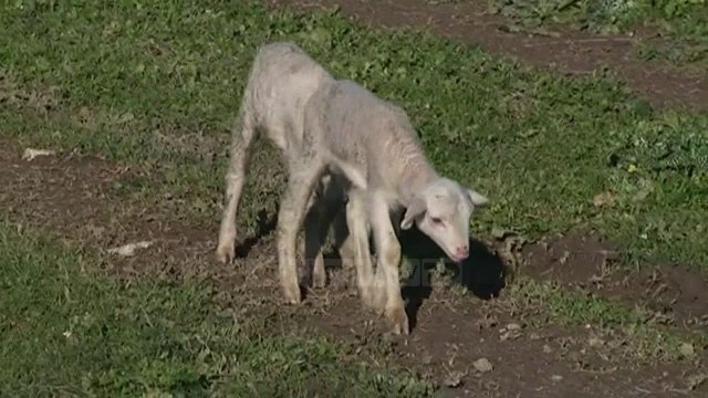 Rreziku nga sëmundja e “Plasjes”, vaksinimi nuk ka nisur - Top Channel Albania - News - Lajme