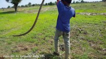 Ooop! Three Boys Catch Two Big Snakes near Hand Tractor - How to Catch Snake in the Rice Farm (1)