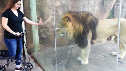 Un lion qui veut jouer avec l'engin de cette fille
