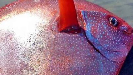 10 Unbelievable Creatures Found After Tsunamis