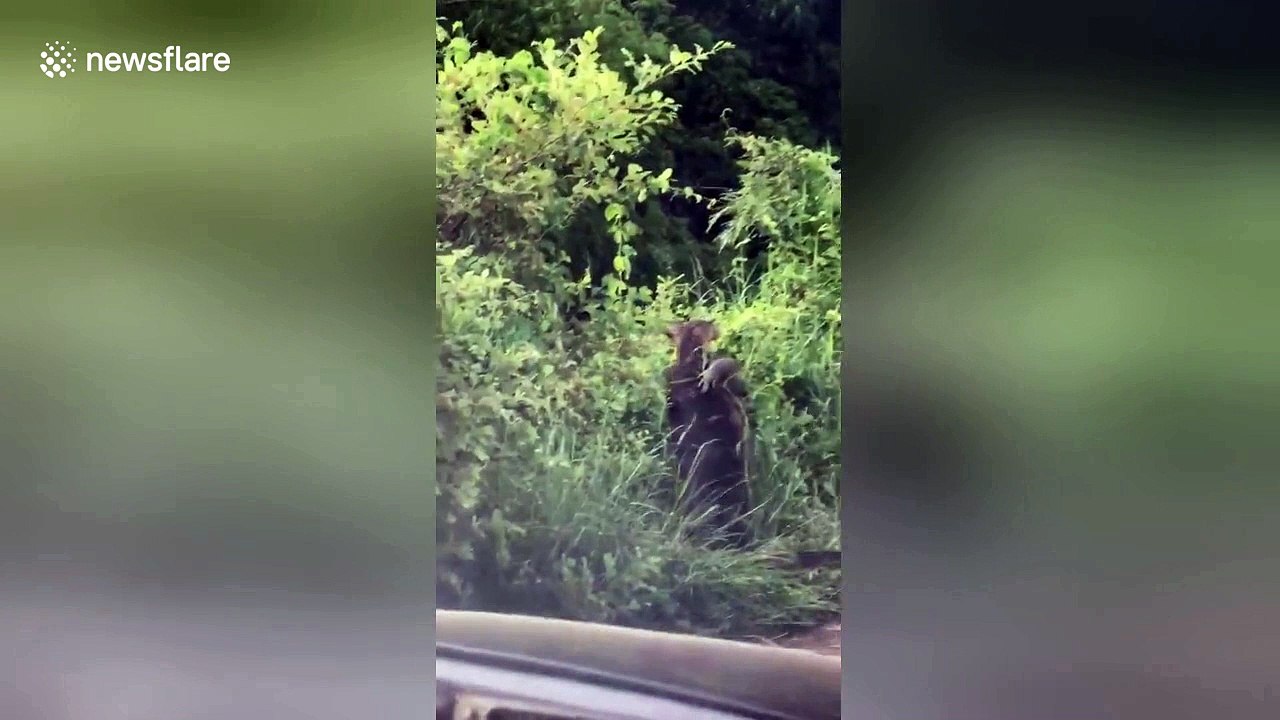 Rare moment two monitor lizards caught wrestling on side of road