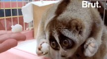 Trafic d'animaux : la souffrance des loris