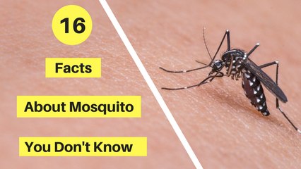 16 Facts about Mosquito you Dont Know