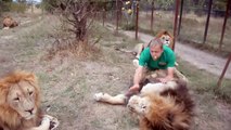 Cet homme joue avec ses lions comme si c'était de simples chats