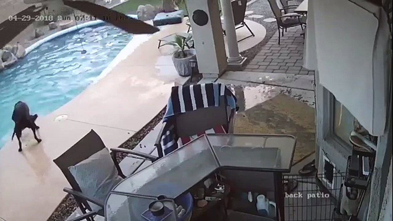 Un chien saute à l'eau pour sauver son ami dans une piscine
