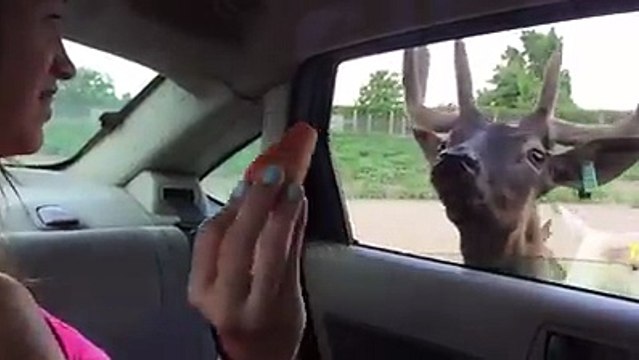 Girl completely freaks out during animal feeding at wildlife park