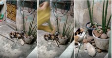 Rato usa técnica ao estilo de 007 e escapa de gato e dos seus donos com movimento improvável