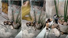 Rato usa técnica ao estilo de 007 e escapa de gato e dos seus donos com movimento improvável