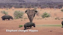 Elephant vs Hippo
