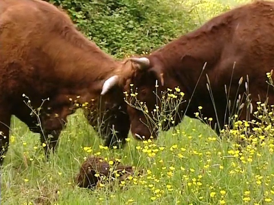 Veaux, vaches, cochons... La visite d'une ferme - documentaire animalier