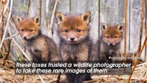 These Cute Foxes Gave A Photographer A Rare Glimpse Of How They Live In The Wild