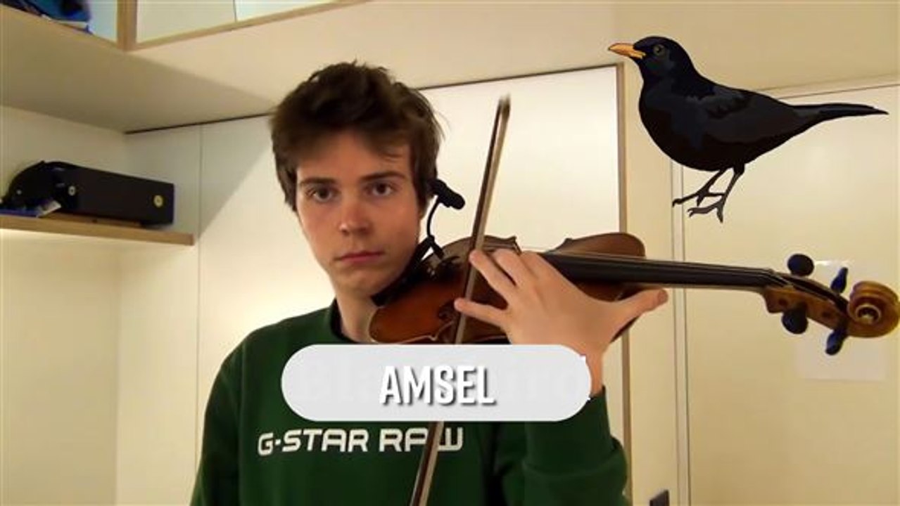 Tierische Töne: Elefant, Amsel und Co. auf der Geige