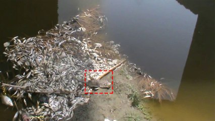 गंगा का पानी हुई इतना जहरीला, खुद मर रही हैं भारी मात्रा में मछलियां