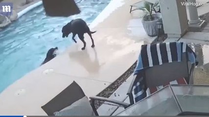Incroyable solidarité entre deux chiens, dont l’un est tombé dans l’eau (Vidéo)