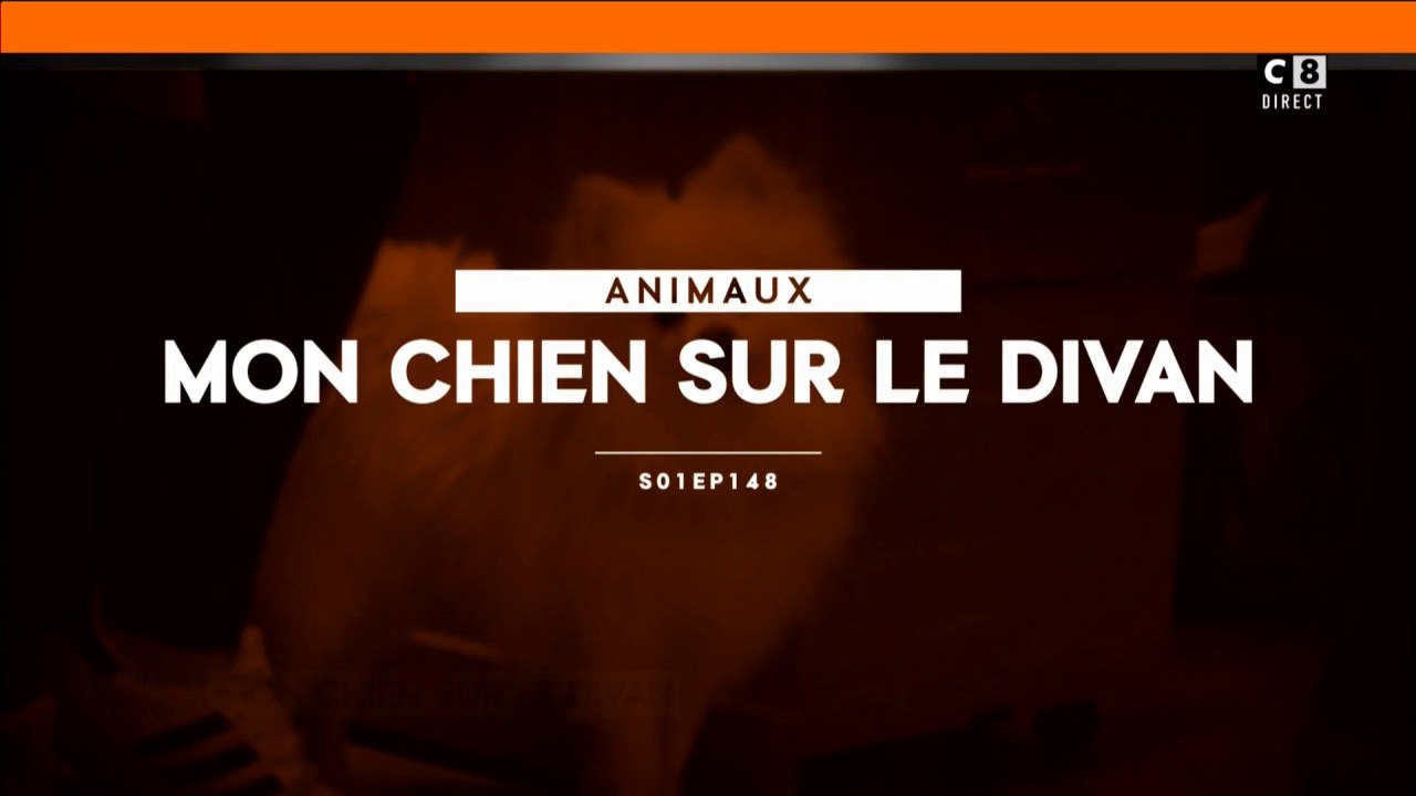 Mon chien sur le divan