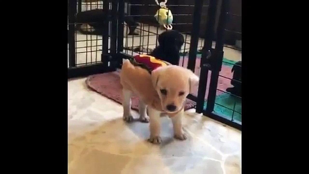 Cute Puppies Compilation  II