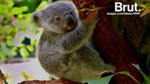 L’Australie veut sauver ses koalas et est prête à y mettre le prix