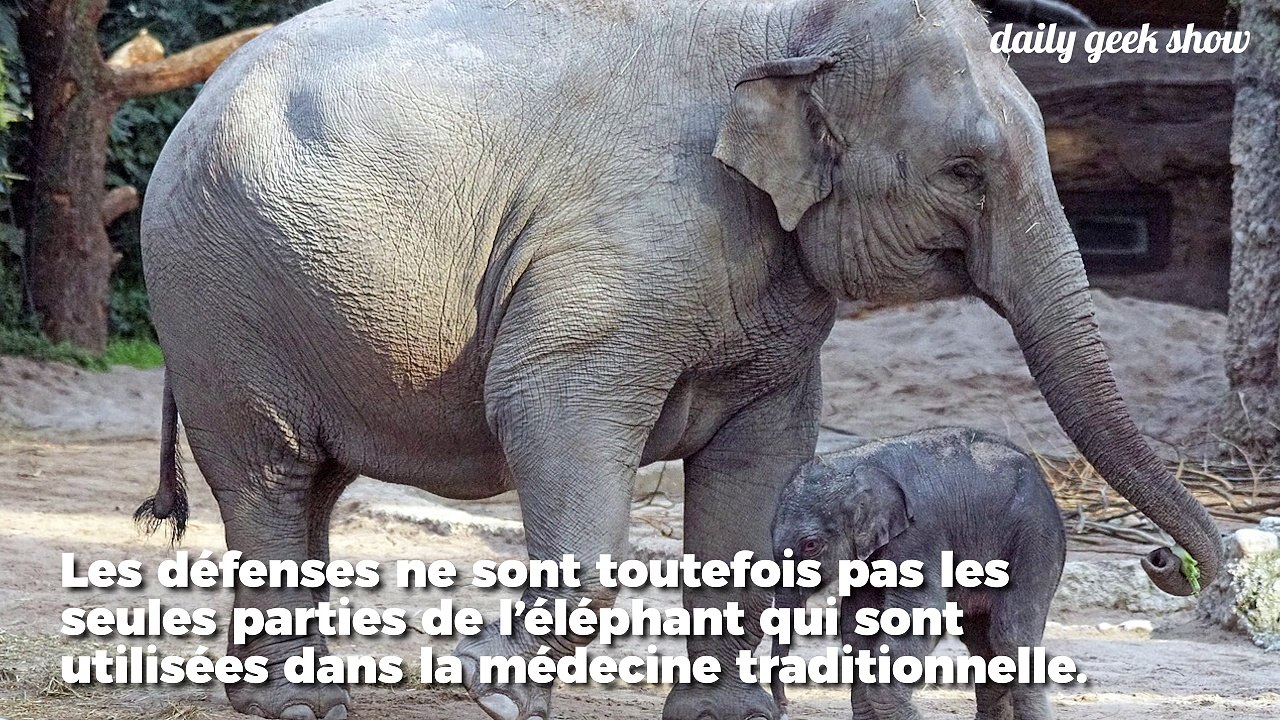 Les éléphants d'Asie sont aussi massacrés pour leur peau