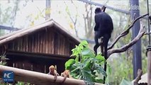 They're so rare that it's believed that they are the world's first known boy-girl twins of the species. Two Francois' leaf monkeys make their public debut in so