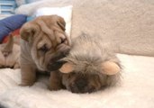 Shar Pei Puppy Tries to Wake Sleeping 'Lion'