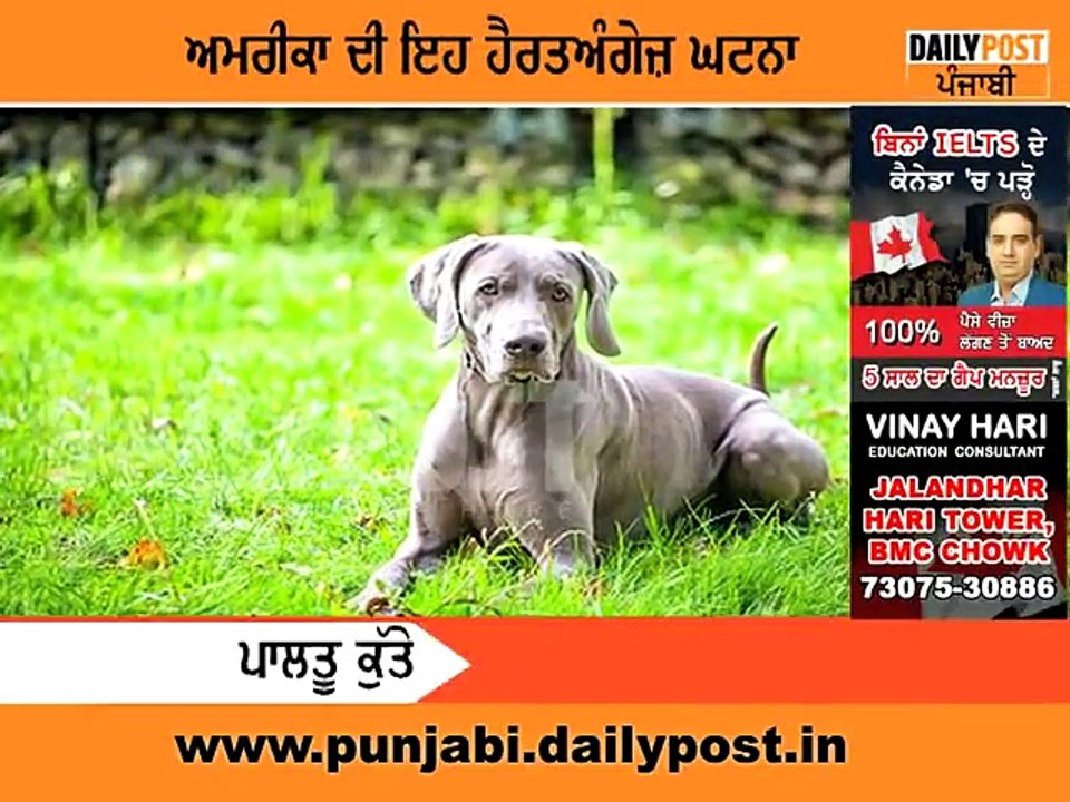 Dog video