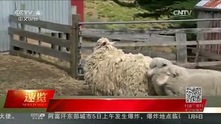 [中国新闻]澳走失绵羊“流浪”6年被找回 羊毛重21公斤
