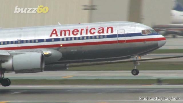 'Emotional Support' Hedgehogs, Ferrets and Goats Are Being Banned from American Airlines Flights