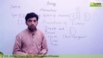 Urinary System of Humans - Biology Chapter 11 Homeostasis - 10th Class - YouTube