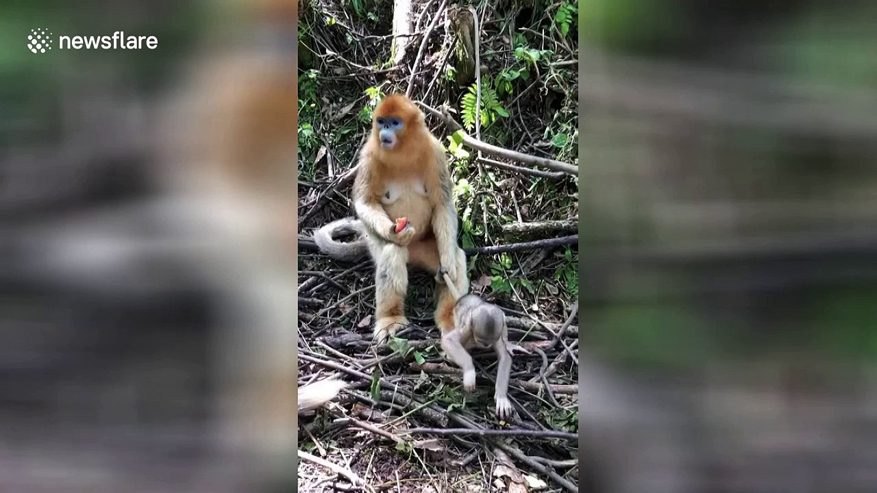 You're going nowhere! Mother monkey grabs baby by the tail while eating a peach