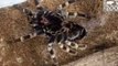 Cincinnati Zoo Shares Incredible Timelapse of Red-Kneed Tarantula Molting