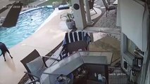 Un chien aide son copain à sortir de la piscine !