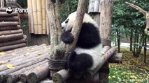 #HiPandaThis is all panda Zhen Xi’s fault if I become a thief. She is so cute that I want to abduct her. Don’t you agree?
