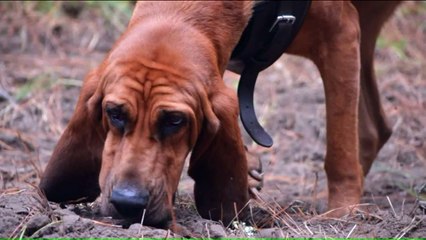 Police K-9 Helps Catch DUI Suspect After Hit-and-Run Crash