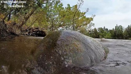 'Manatee mating ball' captured on video in Florida